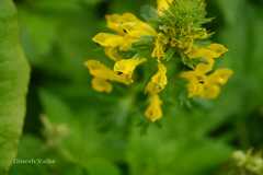 Corydalis govaniana